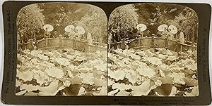 H. C. White CO., Japan, Tokio, the lotus Pond in Shiba Park dedecated to Benten, Goddess of Luck