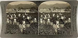 Keystone, Stéréo, Japan, girls picking tea on plantation at Uji