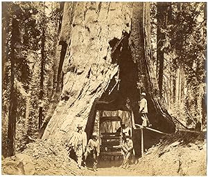 USA, California, Mariposa Grove Sequoia Gigantea