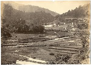 Batavia, Java, ABotanic Gardens, Buitenzorg (Bogor)