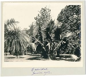 Trinidad, Jacobson, port of Spain, botanic garden