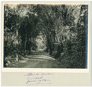 Trinidad, bambous