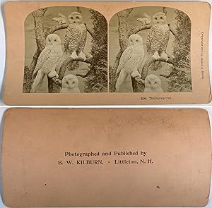 Scènes de Animaux, Animals, The Snow owl, Photo. B. W. Kilburn
