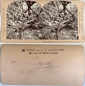 Dominica, plants de cacao, Vintage albumen print, 1900, Stéréo