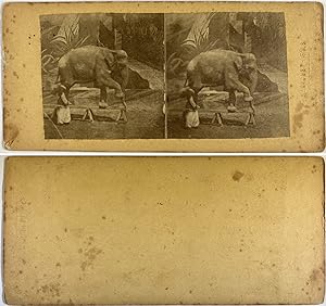 Éléphant marchant sur une poutre, Vintage albumen print, ca.1870, Stéréo