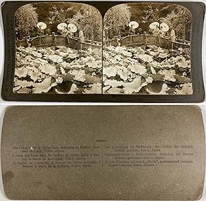 Japon, Tokyo, Étang des Lotus dans les jardins de Shiba, Vintage silver print, ca.1900, stéréo