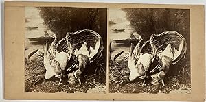 Faisans dans un panier, Vintage albumen print, ca.1860, Stéréo