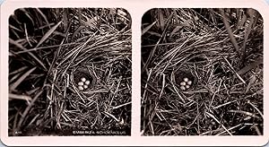 Nid de bruants des roseaux (oiseau), Vintage print, ca.1910, Stéréo
