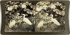 White, Japan, stereo, Herons by a lotus pond, 1906