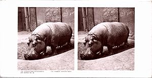 Hippopotame dans un zoo, Vintage print, ca.1900, Stéréo