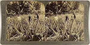 Strohmeyer & Wyman, Porto Rico, Mayaguez, Pineapple if the fields, stereo, 1899