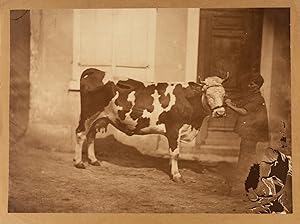 Adolphe Braun, étude de vache