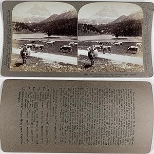 Autriche, Tyrol, Vaches devant les Drei Zinnen, Vintage silver print, ca.1900, Stéréo