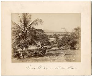 Jamaica, Cane and Palm field