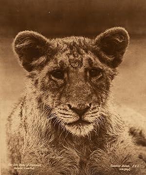 Gambier Bolton, The late Duke of Clarence's Asiatic Lion Cut