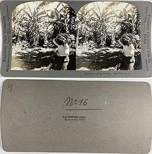 Costa Rica, Récolte de Banane, Vintage silver print, ca.1900, Stéréo