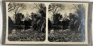Palmier près d'un cours d'eau, Vintage silver print, ca.1900, Stéréo