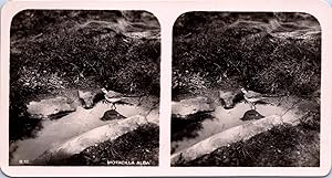 Bergeronnette grise (oiseau) au bain, Vintage print, ca.1910, Stéréo