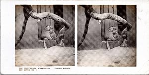 Babouin chacma dans un Zoo, Vintage print, ca.1900, Stéréo