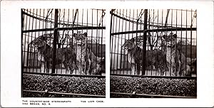 Cage au lions dans un Zoo, Vintage print, ca.1900, Stéréo