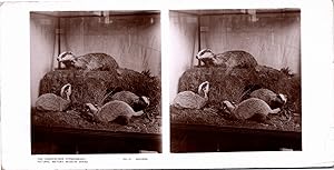 Blaireaux dans un Zoo, Vintage print, ca.1890, Stéréo