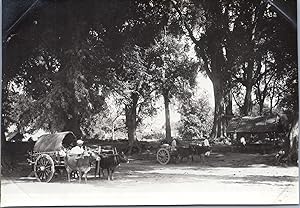 Burma, Burmese Village, Zebus, vintage silver print, ca.1910
