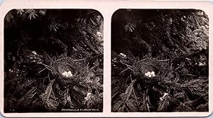 Nid de Bouvreuil (oiseau) avec 5 oeufs, Vintage print, ca.1910, Stéréo