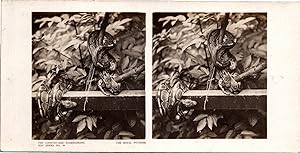 Python royal sur une branche, Vintage print, ca.1900, Stéréo