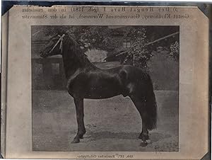 Cheval, Trotteur Russe, vintage silver print, ca.1910