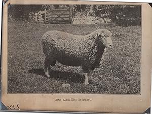 England, Sheep, Dartmoor Two Shear, vintage silver print, ca.1910