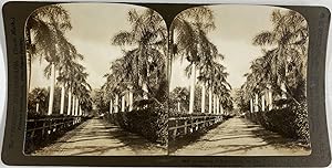 Hawaii, Honolulu, Avenue de Palmiers Hopital de la Reine, Vintage albumen print, ca.1870, Stéréo