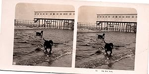 Chiens se baignant dans la mer, Vintage print, ca.1900, Stéréo