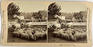 Strohmeyer & Wyman, Canada, Farm Yard, stereo, 1894