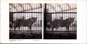 Cage aux lions dans un Zoo, Vintage print, ca.1900, Stéréo