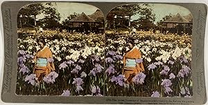 Underwood, Japan, Kabota, Iris garden, stereo, 1905