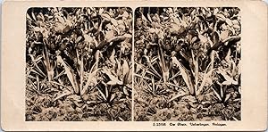 Cactus, Vintage print, ca.1900, Stéréo