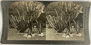 Keystone, Java, Buitenzorg, stereo, Mammoth Cereus Plant, ca.1900