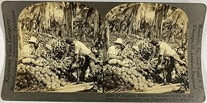 Keystone, Philippines, Pagsanjan, stereo, Husking Coconuts, ca.1900