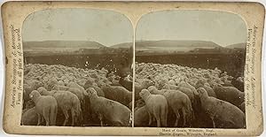 England, Wiltshire, Herd of Goats, stereo, ca.1900