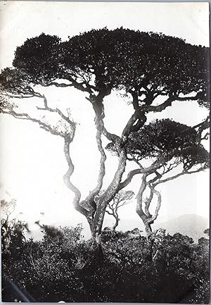 Sri Lanka, Peradeniya, Royal Botanical Garden, vintage silver print, 1910
