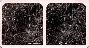 Pipit des buissons près de son nid, Vintage print, ca.1910, Stéréo