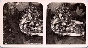 Nid de Moineau friquet (oiseau), Vintage print, ca.1910, Stéréo