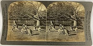 Keystone, Australia, Adelaide, stereo, Kangaroos in the Zoological Garden, ca.1900