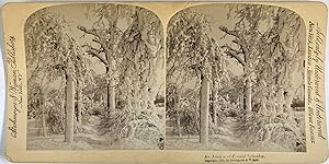 Strohmeyer & Wyman, Nature, An Avenue of Crystal Splendor, stereo, 1893