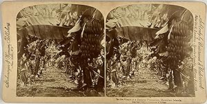 Strohmeyer & Wyman, Hawaiian Islands, stereo, Banana Plantation, 1896