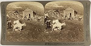 Norvège, Femmes gardant les vaches et chèvres dans les montagnes, Vintage print, ca.1900, Stéréo