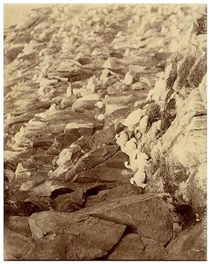 Scotland, Bass Rock, Cannets and Young, Photo. W.G.