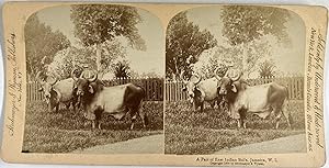 Strohmeyer & Wyman, Jamaica, A Pair of East Indian Bulls, stereo, 1900