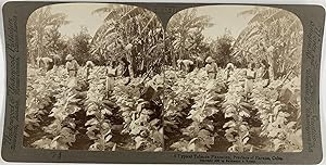 Cuba, La Havane, Plantation de tabac, Vintage albumen print, ca.1890, Stéréo
