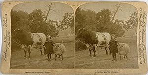 Etats-Unis, Fillette dans un champs avec une vache et un mouton, Vintage print, circa 1890, Stéréo